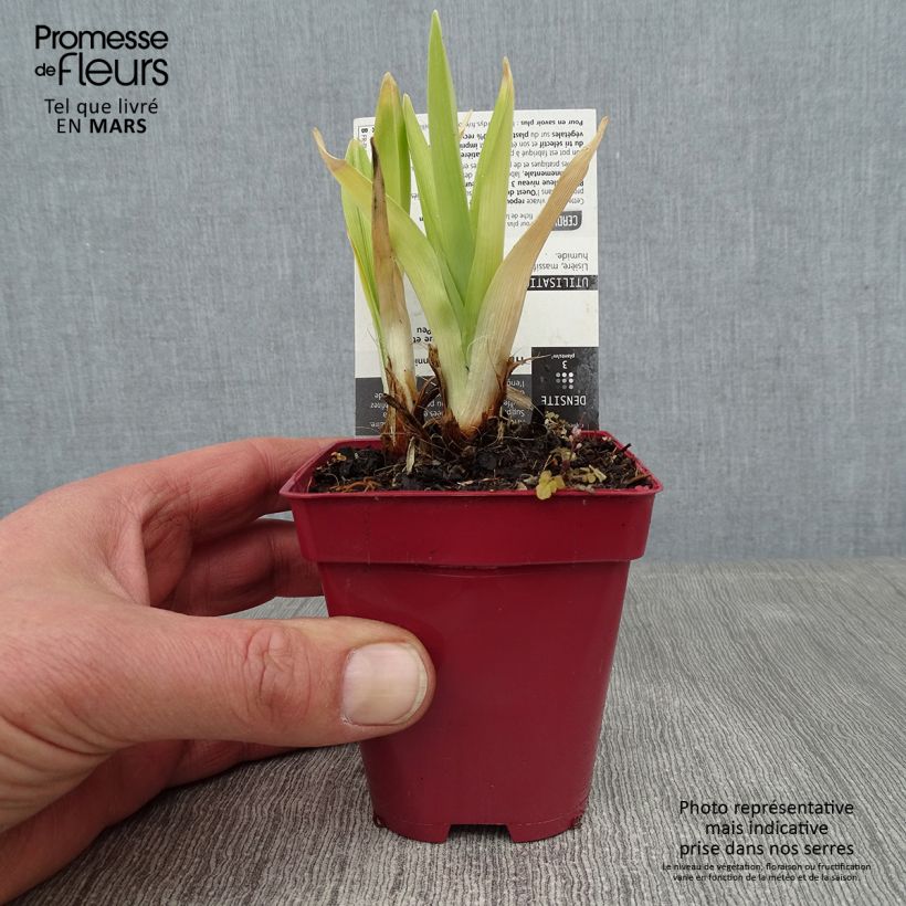 Hemerocallis Annie Welch - Daylily 7/8 cm pot sample as delivered in winter