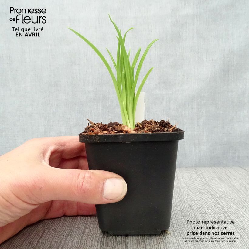 Hemerocallis Arctic Snow - Daylily 8/9 cm pot sample as delivered in spring
