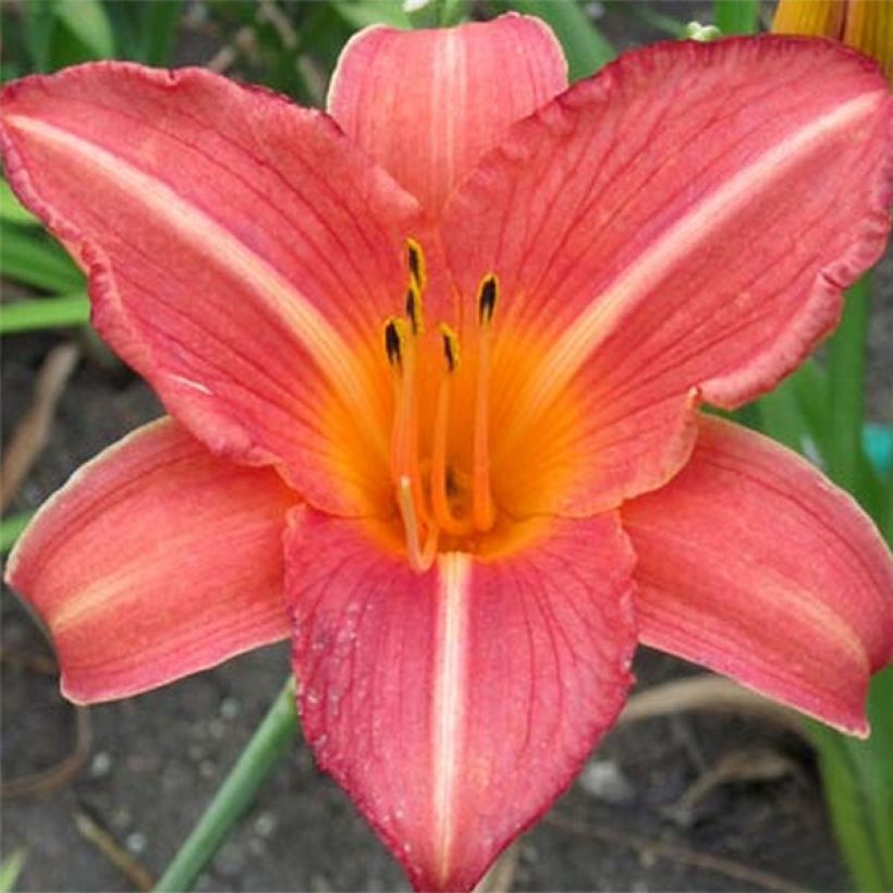 Hemerocallis Art Festival - Daylily (Flowering)