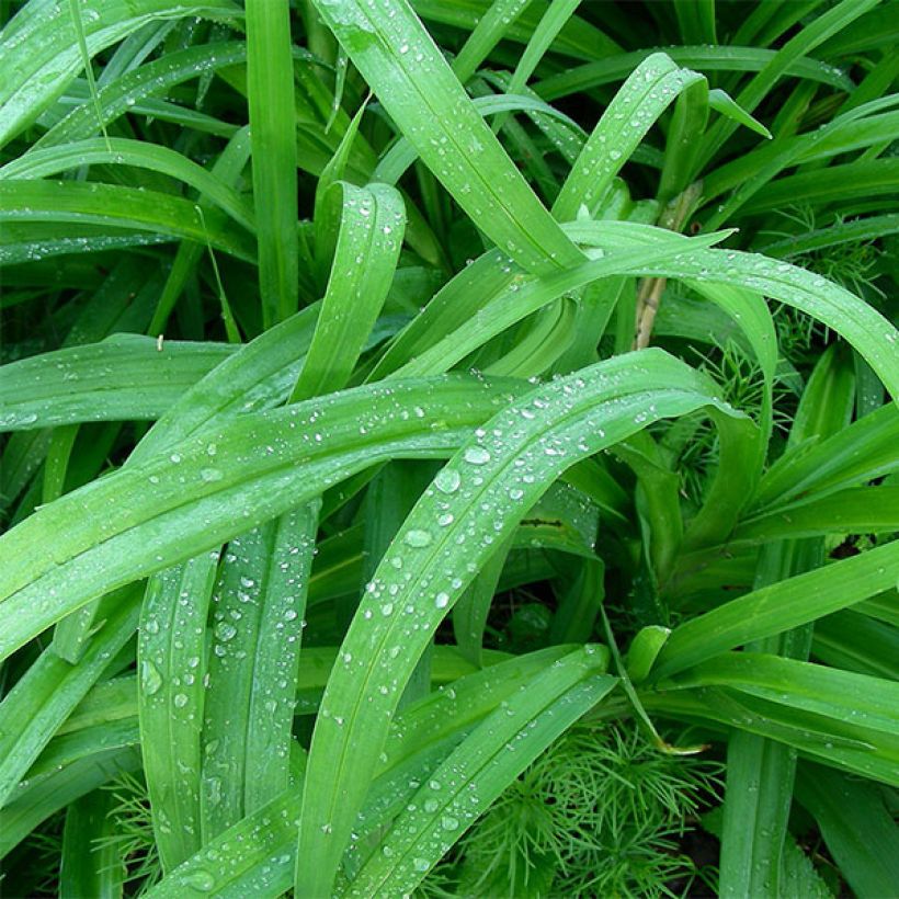 Hemerocallis Awash with Color - Daylily (Foliage)