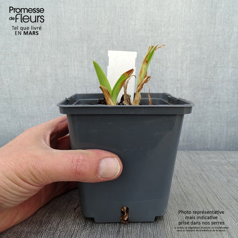 Hemerocallis Baracuda Bay - Daylily 1L/1.5L pot sample as delivered in winter