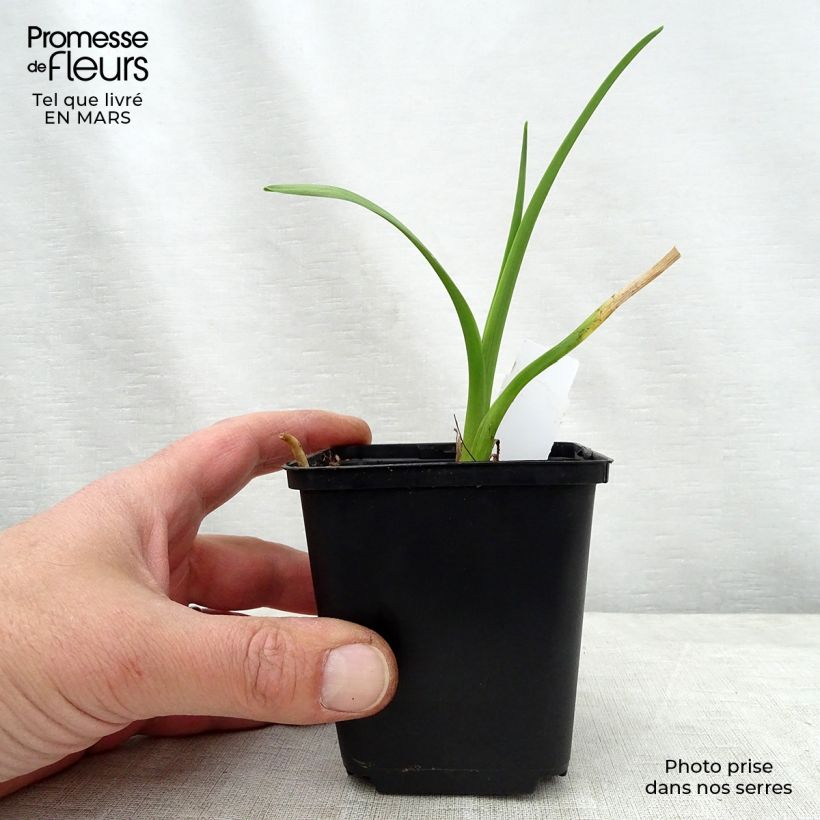 Hemerocallis Bela Lugosi - Daylily 1L/1.5L pot sample as delivered in spring
