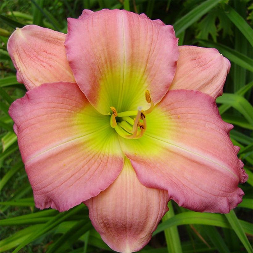 Hemerocallis Ben Norvell - Daylily (Flowering)