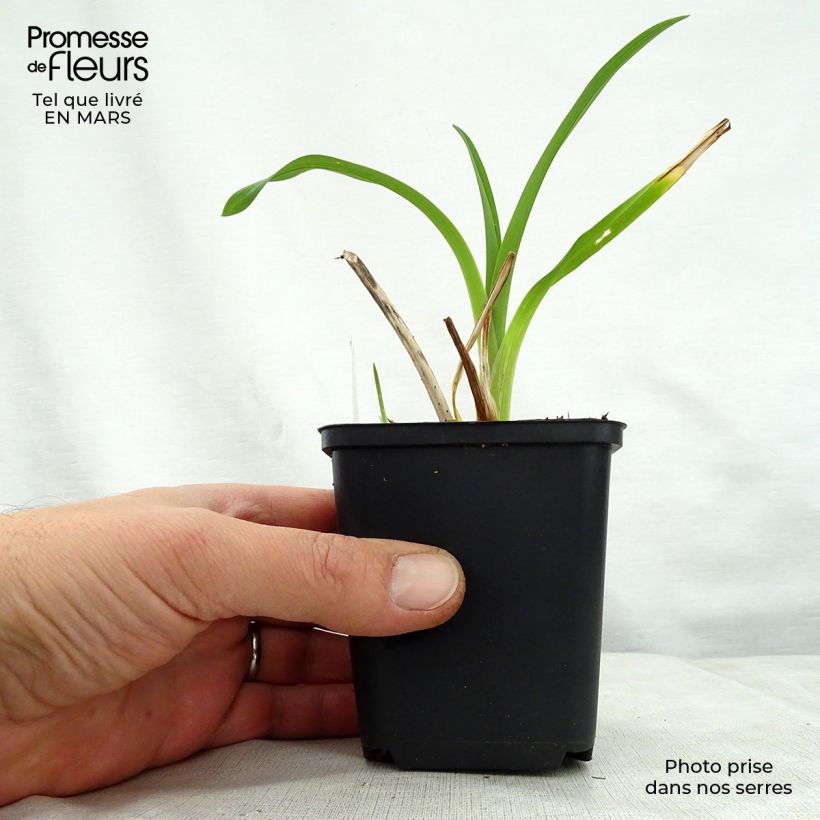 Hemerocallis Black Prince - Daylily 8/9 cm pot sample as delivered in spring