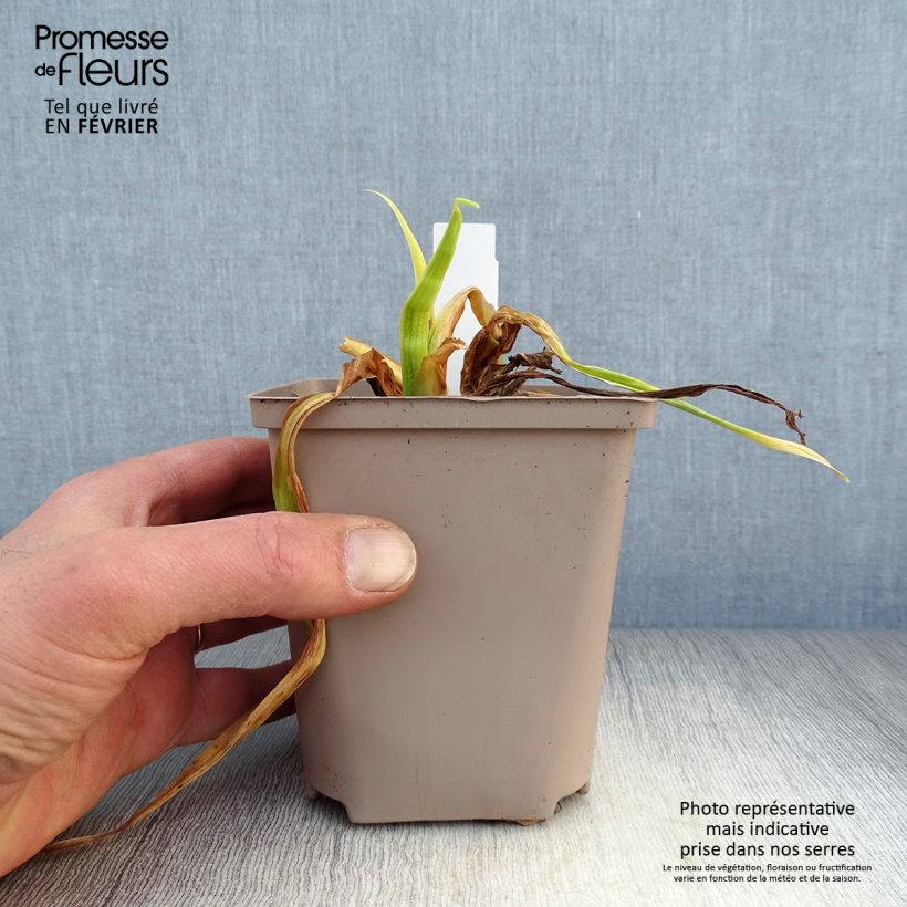 Hemerocallis Black Stockings - Daylily 1L/1.5L pot sample as delivered in winter