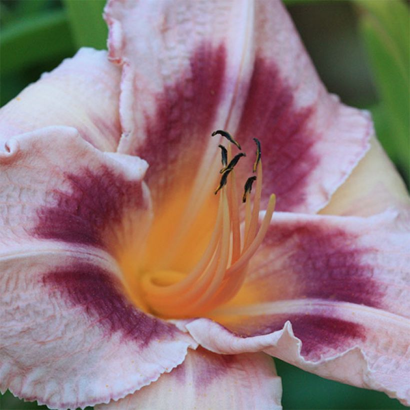 Hemerocallis Blueberry Sunday - Daylily (Flowering)