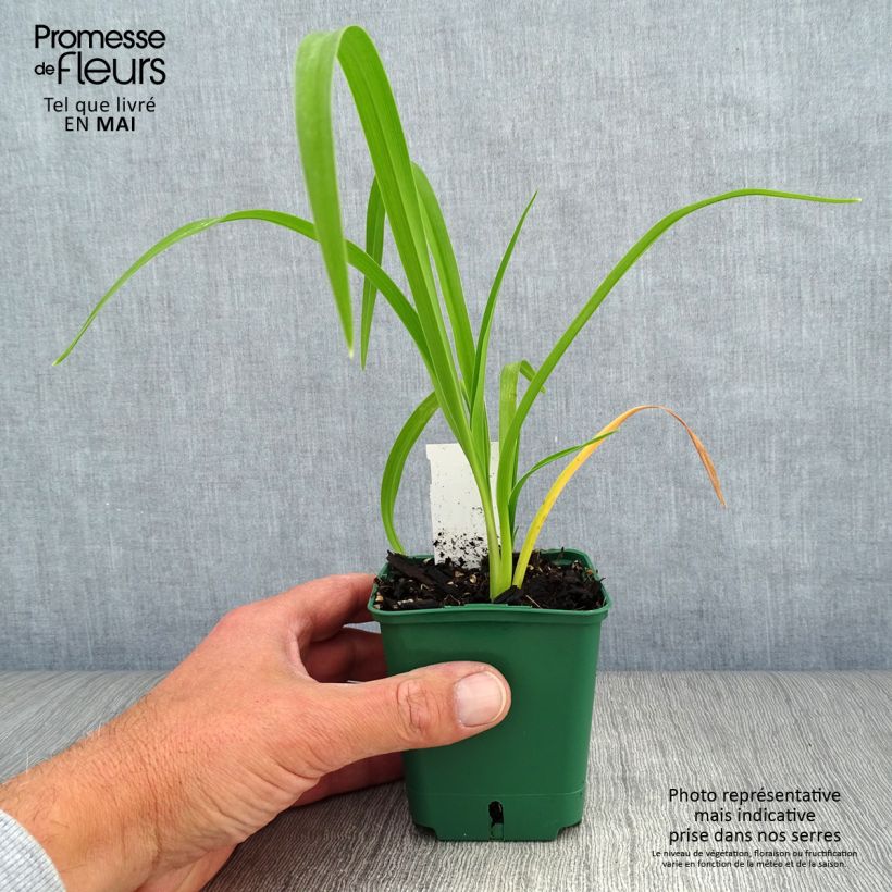 Hemerocallis Bonanza - Daylily 8/9 cm pot sample as delivered in spring