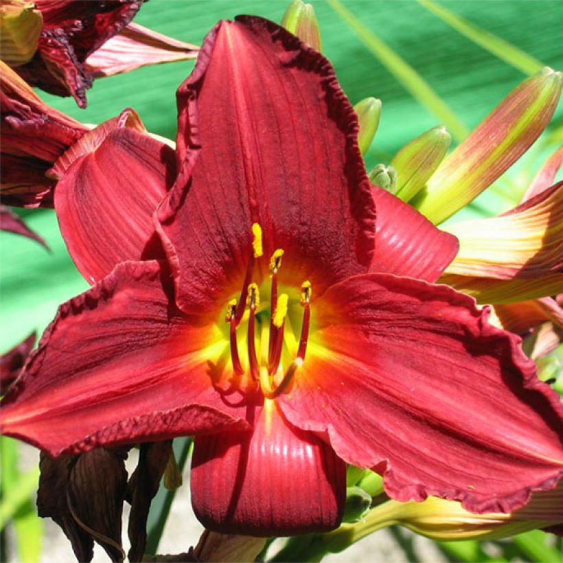 Hemerocallis Bonnie Boy - Daylily (Flowering)