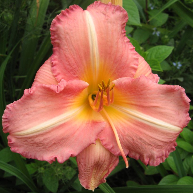 Hemerocallis Botticeli - Daylily (Flowering)