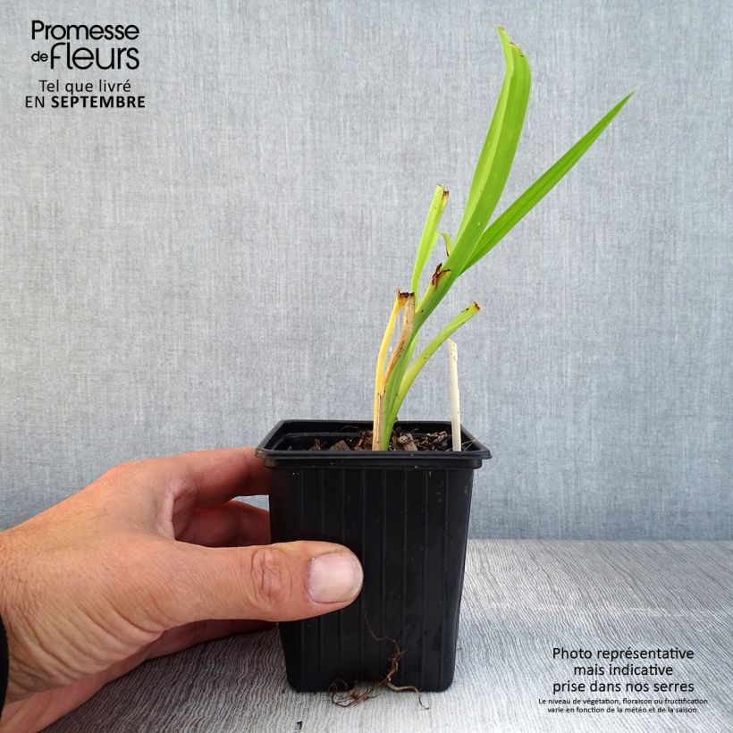 Hemerocallis Burning Daylight - Daylily 8/9 cm pot sample as delivered in autumn