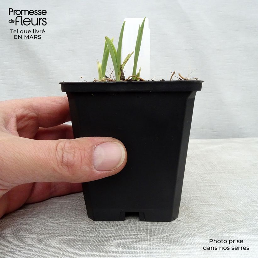 Hemerocallis Catherine Woodbury - Daylily 8/9 cm pot sample as delivered in spring