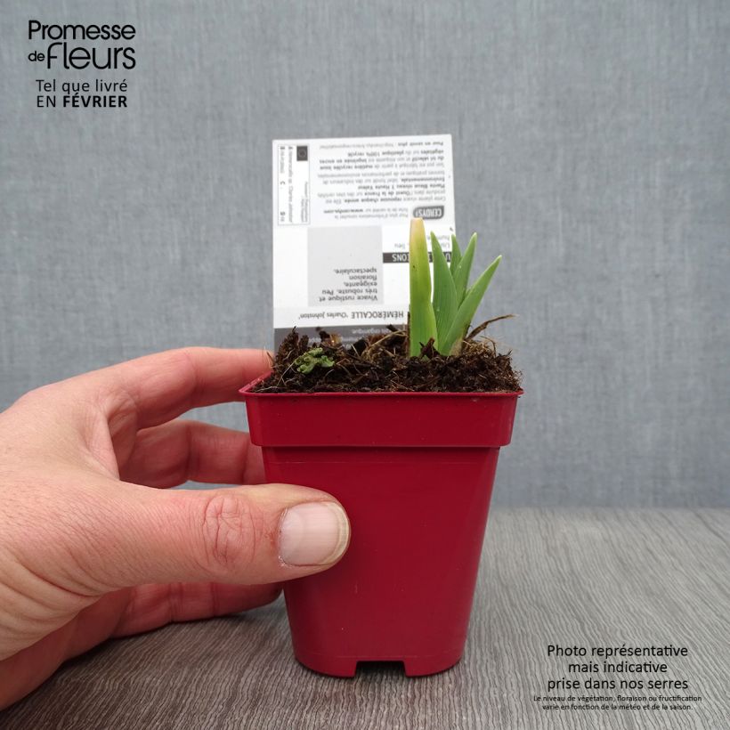 Hemerocallis Charles Johnson - Daylily 8/9 cm pot sample as delivered in winter