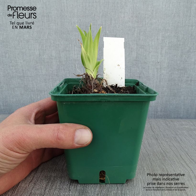 Hemerocallis Charles Johnson - Daylily 1L/1.5L pot sample as delivered in winter