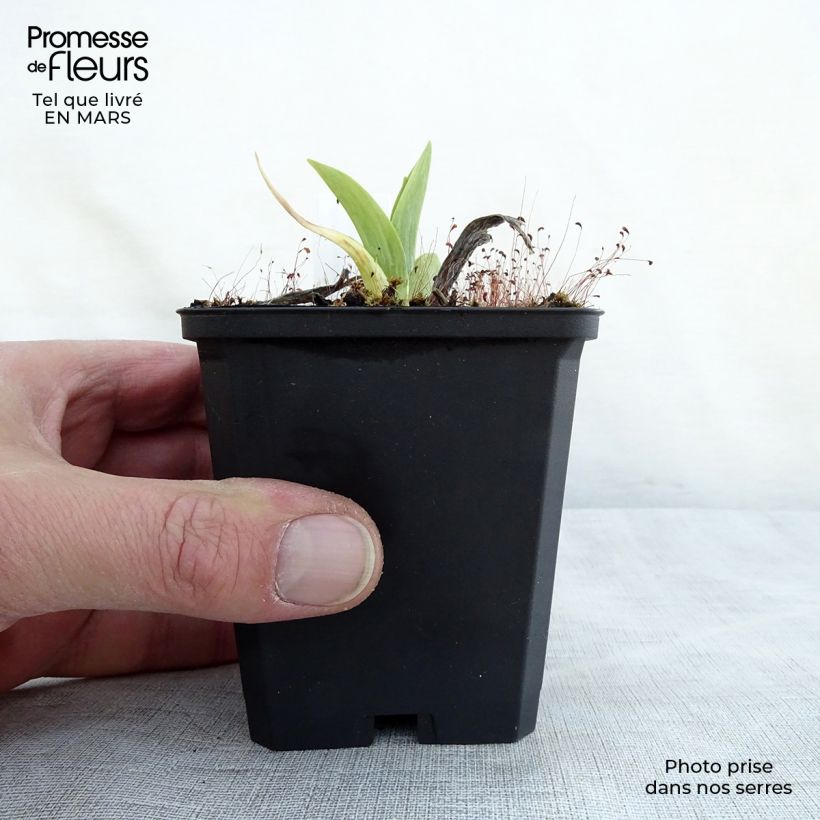 Hemerocallis Chicago Sunrise - Daylily 8/9 cm pot sample as delivered in spring