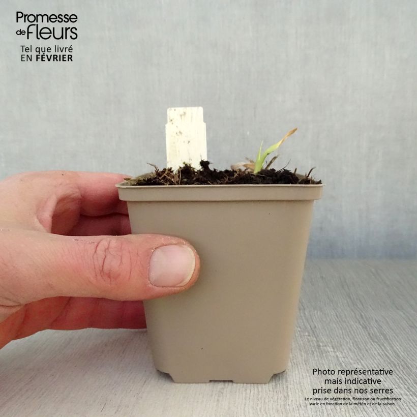 Hemerocallis Chicago Sunrise - Daylily 8/9 cm pot sample as delivered in winter