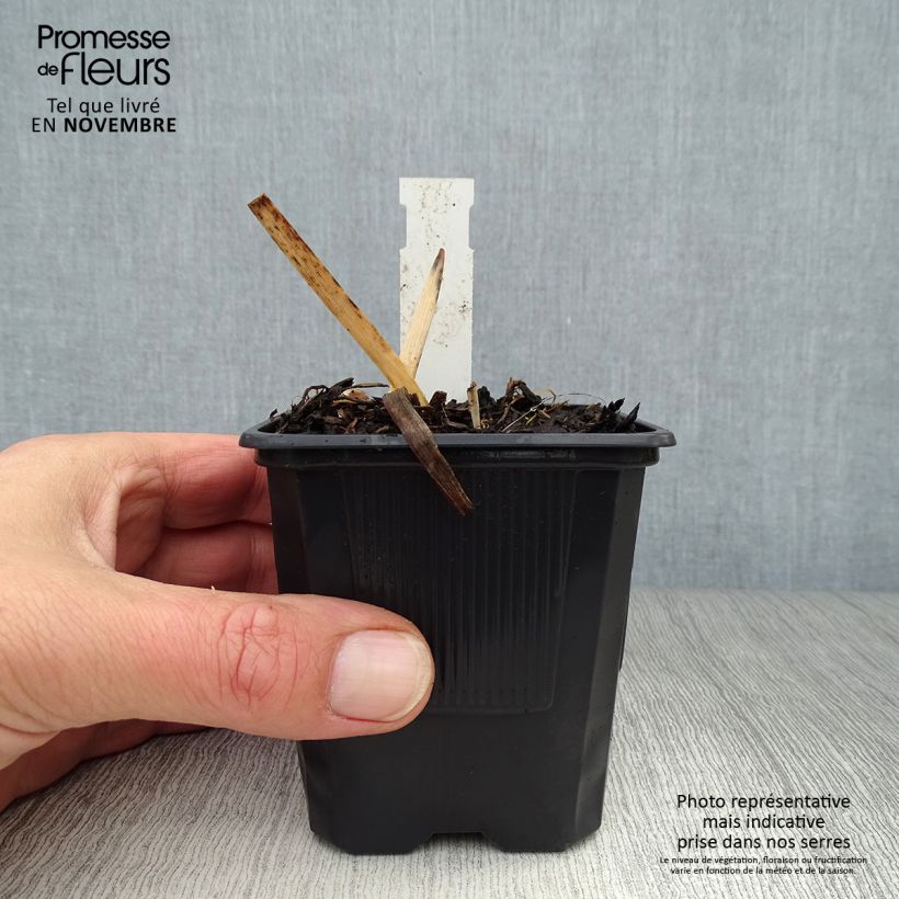 Hemerocallis Chocolate Candy - Daylily 8/9 cm pot sample as delivered in autumn