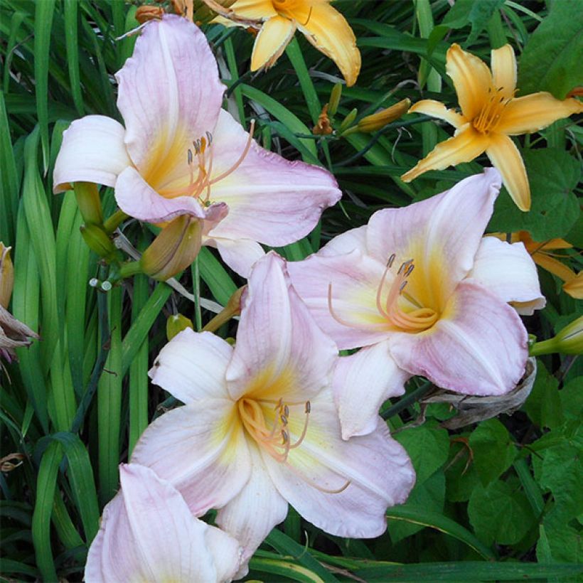 Hemerocallis Cloverdale - Daylily (Flowering)