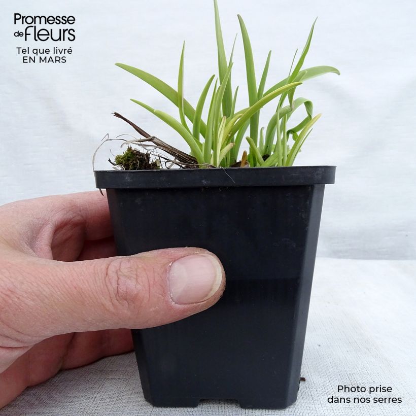 Hemerocallis Corky - Daylily 8/9 cm pot sample as delivered in spring