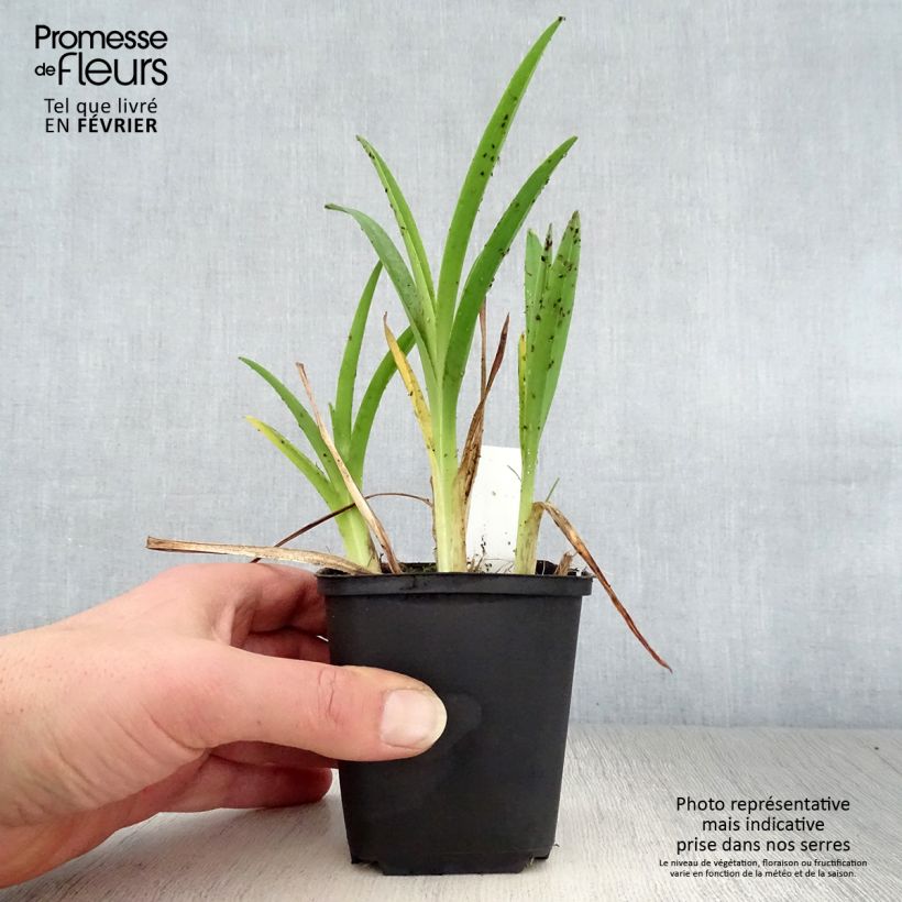 Hemerocallis Cosmopolitan - Daylily 8/9 cm pot sample as delivered in winter