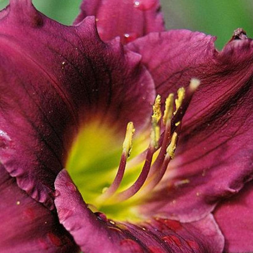 Hemerocallis Cawley Crown - Daylily (Flowering)
