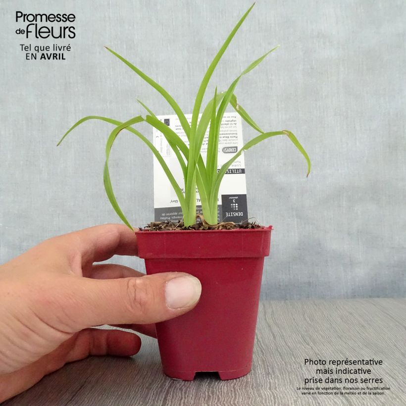 Hemerocallis Crimson Glory - Daylily 8/9 cm pot sample as delivered in spring