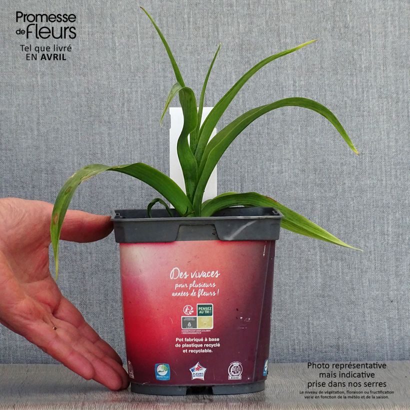 Hemerocallis Crimson Pirate - Daylily 2L/3L pot sample as delivered in spring