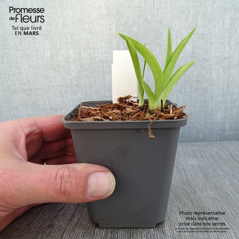 Hemerocallis Custard Candy - Daylily 8/9 cm pot sample as delivered in winter