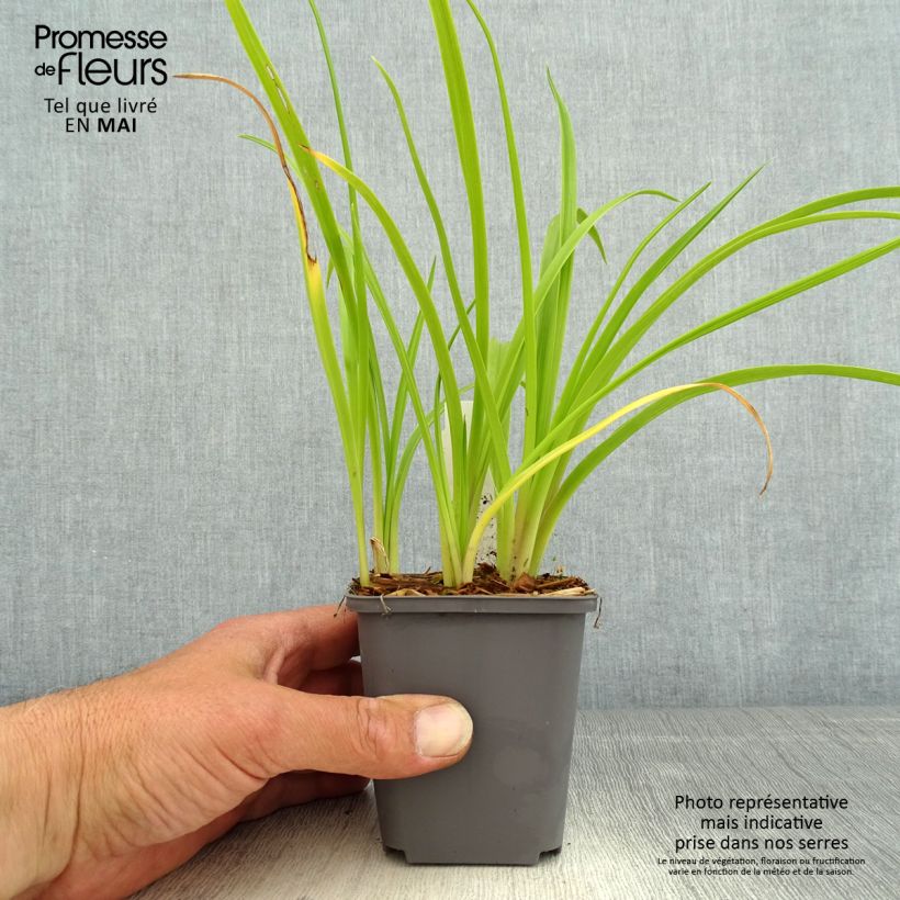 Hemerocallis Custard Candy - Daylily 8/9 cm pot sample as delivered in spring