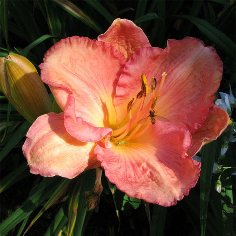 Hemerocallis Dancing Shiva - Daylily (Flowering)