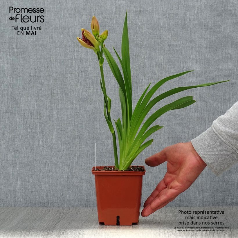 Hemerocallis Daring Deception - Daylily 1L/1.5L pot sample as delivered in spring