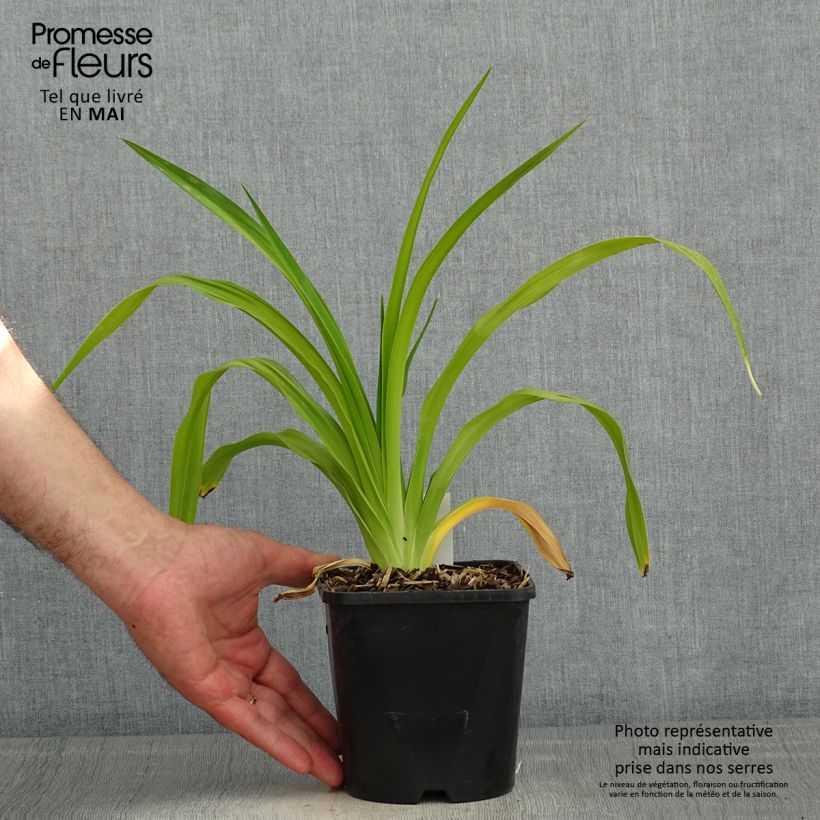 Hemerocallis Destined to See - Daylily 1L/1.5L pot sample as delivered in spring