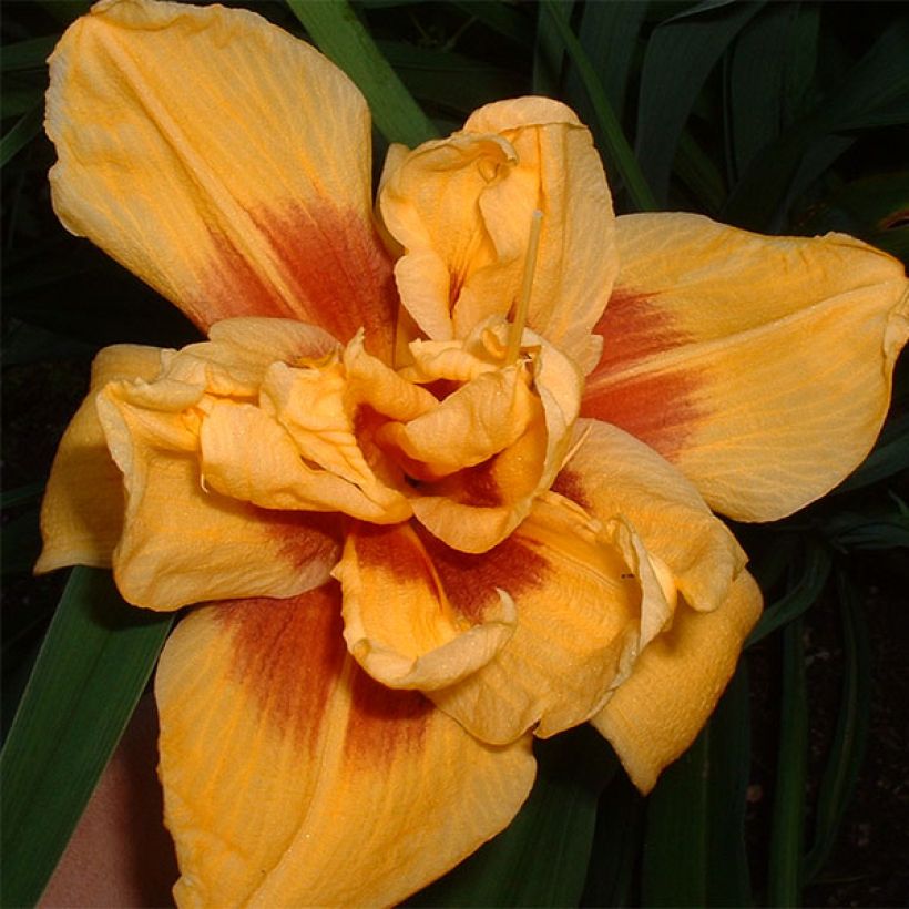 Hemerocallis Double Bold One - Daylily (Flowering)