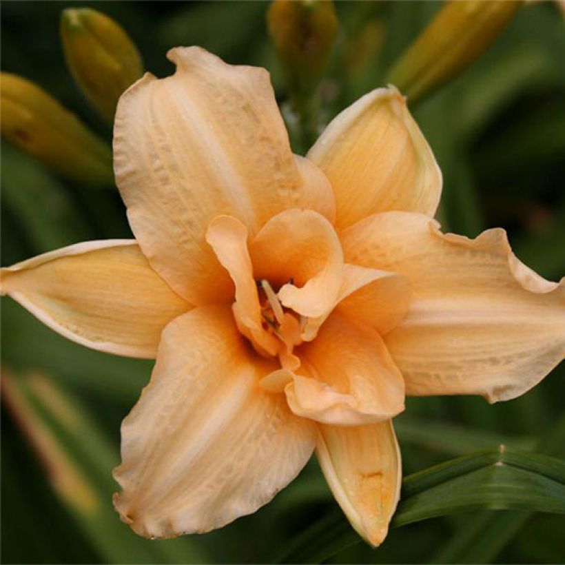 Hemerocallis Double Entendre - Daylily (Flowering)
