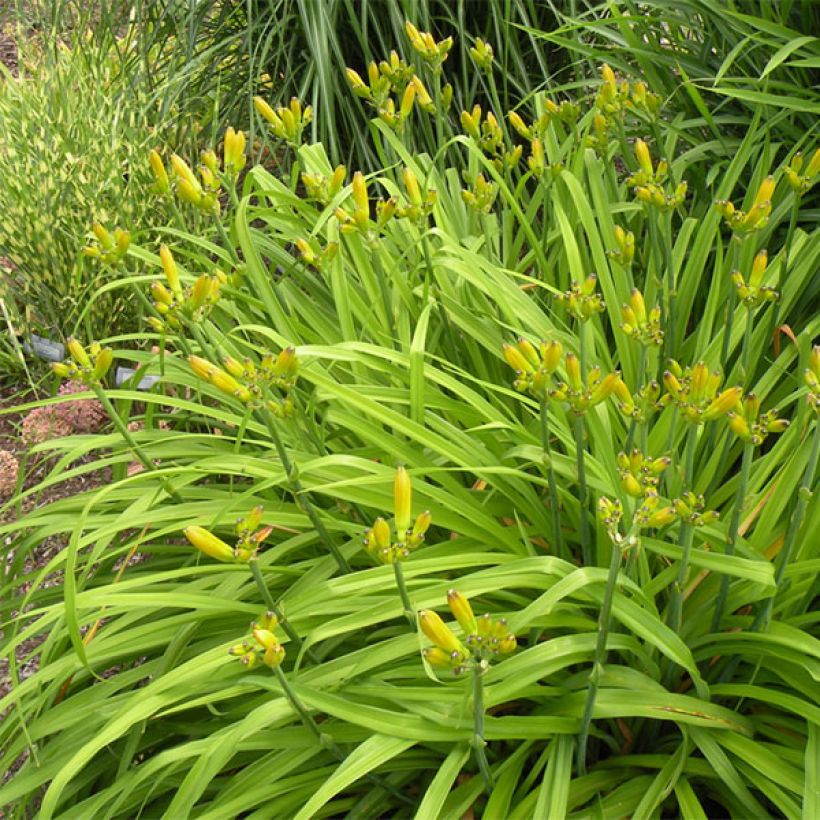 Hemerocallis Double Entendre - Daylily (Plant habit)