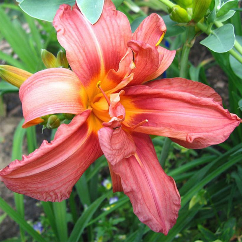 Hemerocallis Double Glamour - Daylily (Flowering)