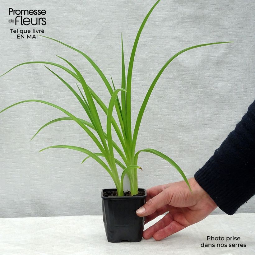 Hemerocallis Double River Wye - Daylily 8/9 cm pot sample as delivered in spring