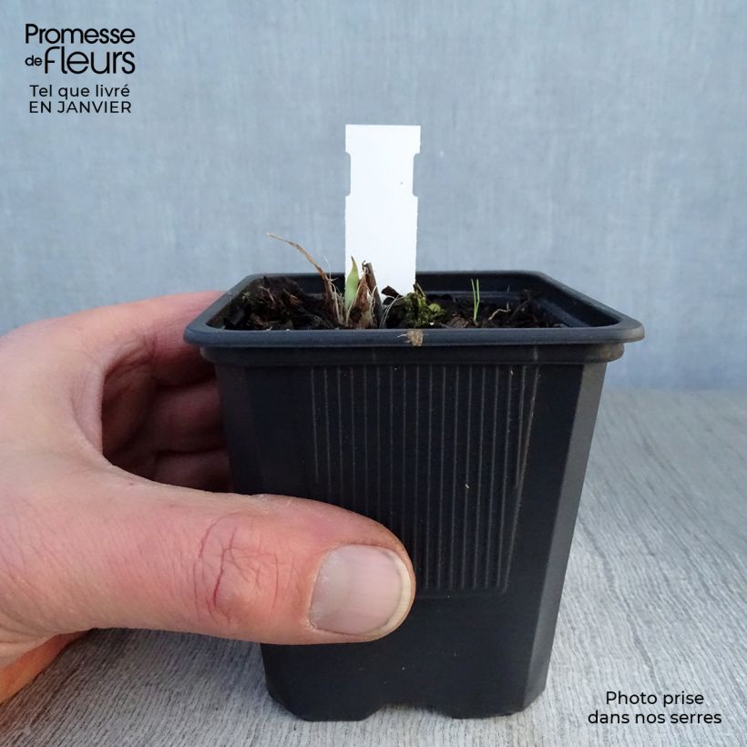 Hemerocallis Double River Wye - Daylily 8/9 cm pot sample as delivered in winter