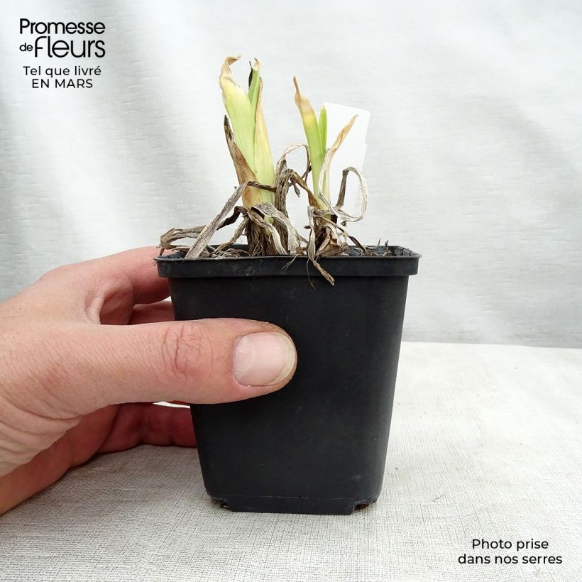 Hemerocallis Dragons Eye - Daylily 1L/1.5L pot sample as delivered in spring