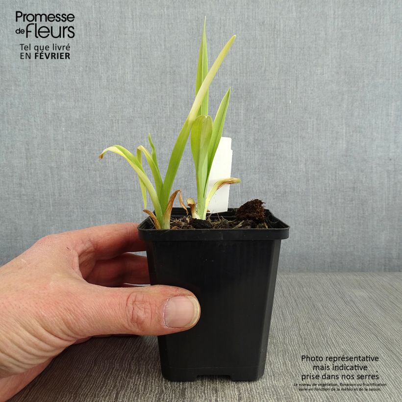 Hemerocallis Ed Murray - Daylily 8/9 cm pot sample as delivered in winter