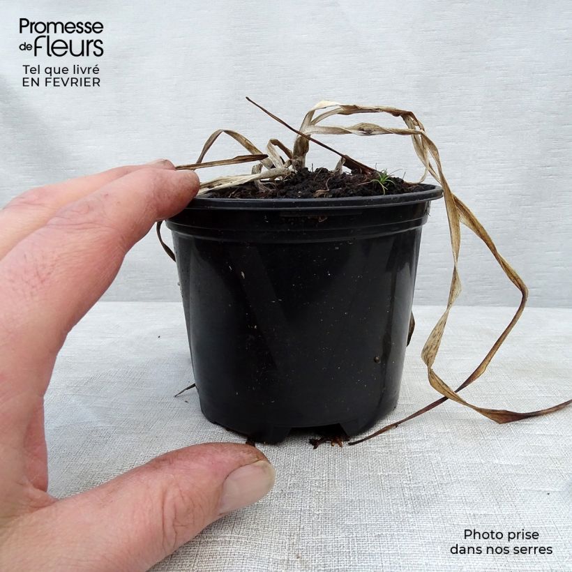 Hemerocallis El Desperado - Daylily 8/9 cm pot sample as delivered in winter