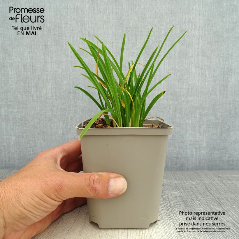 Hemerocallis Everydaylily Cerise - Daylily 8/9 cm pot sample as delivered in spring