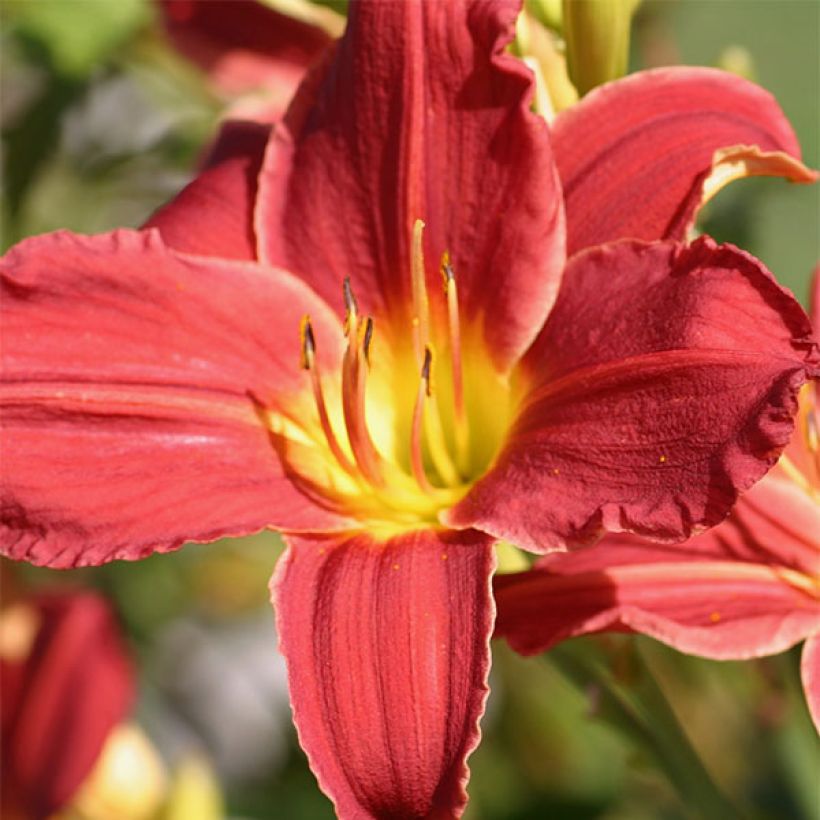 Hemerocallis Fabulous Favourite - Daylily (Flowering)