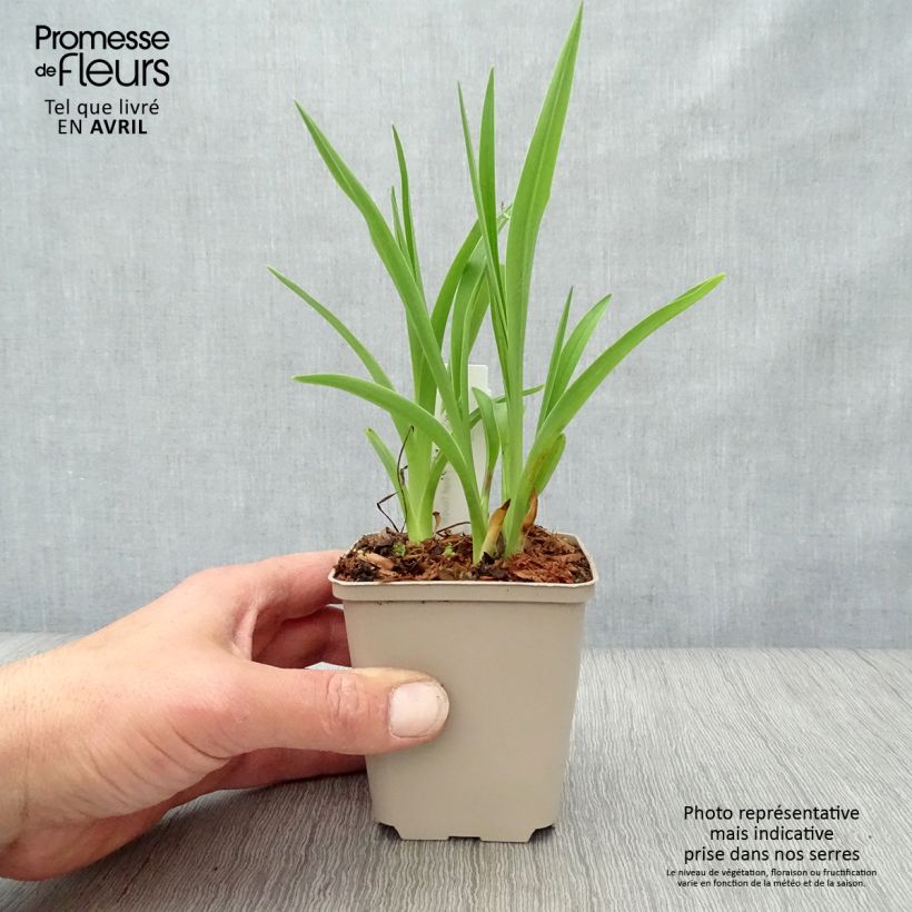 Hemerocallis Final Touch - Daylily 8/9 cm pot sample as delivered in spring