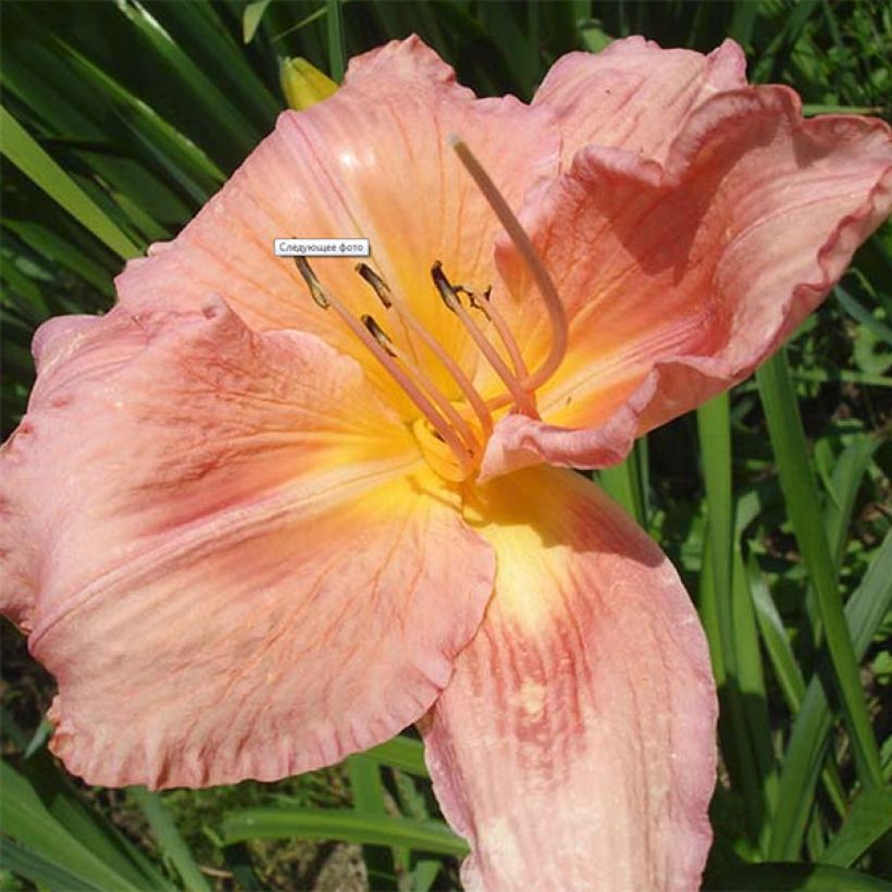 Hemerocallis Franck Gladney - Daylily (Flowering)