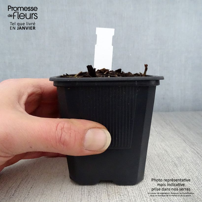 Hemerocallis George Cunningham - Daylily 8/9 cm pot sample as delivered in winter