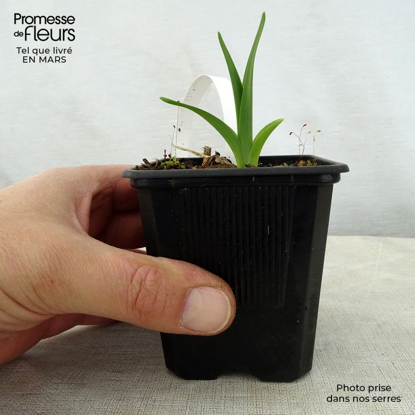 Hemerocallis George Cunningham - Daylily 8/9 cm pot sample as delivered in spring