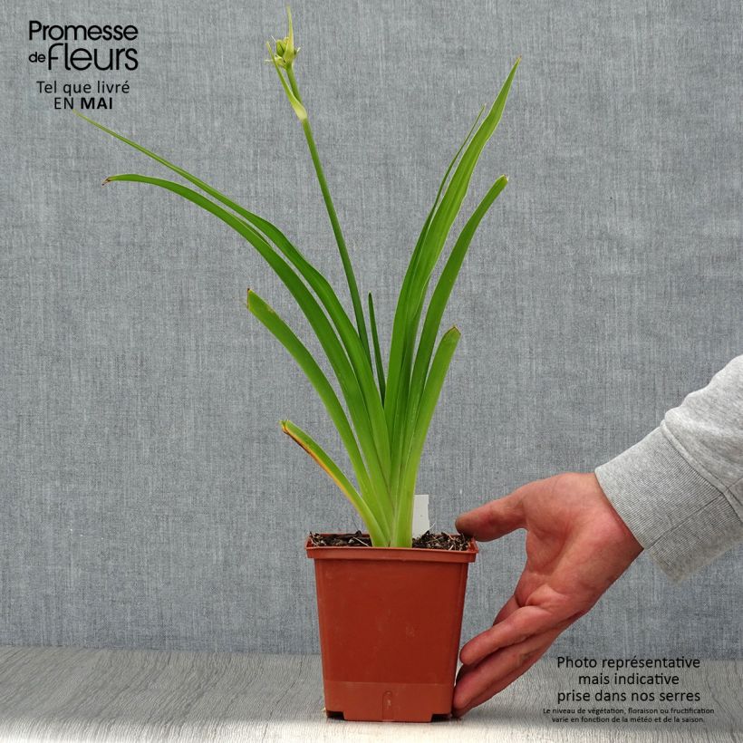 Hemerocallis In Excess - Daylily 1L/1.5L pot sample as delivered in spring