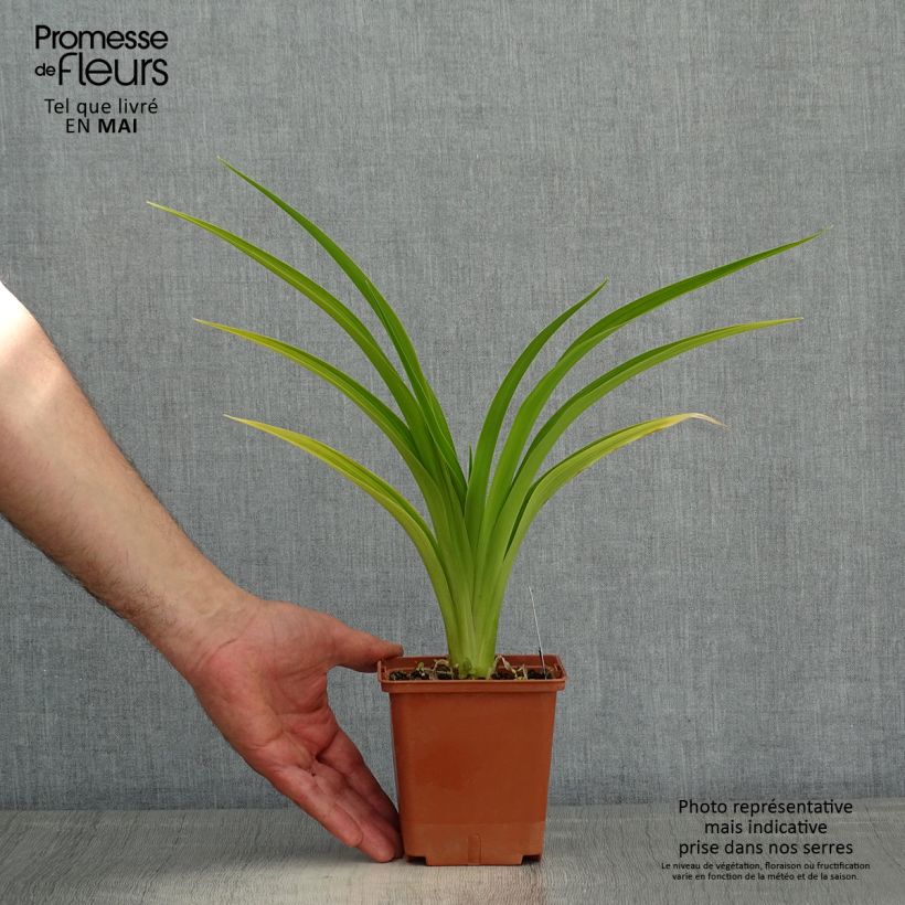 Hemerocallis Indy Reflections - Daylily 1L/1.5L pot sample as delivered in spring