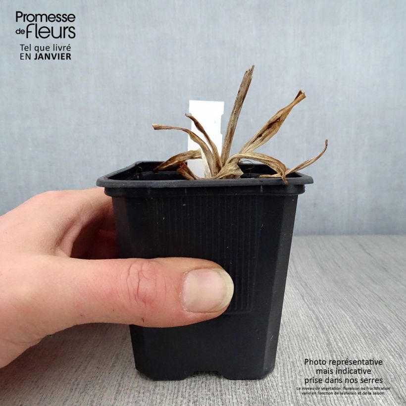 Hemerocallis Iron Gate Glacier - Daylily 8/9 cm pot sample as delivered in winter