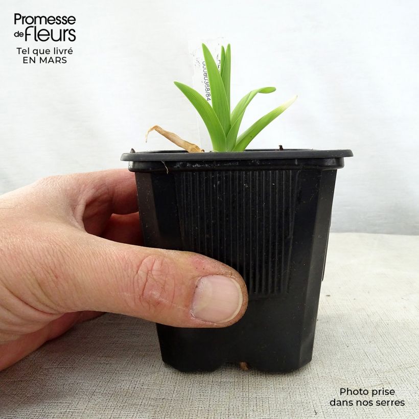 Hemerocallis Iron Gate Glacier - Daylily 8/9 cm pot sample as delivered in spring